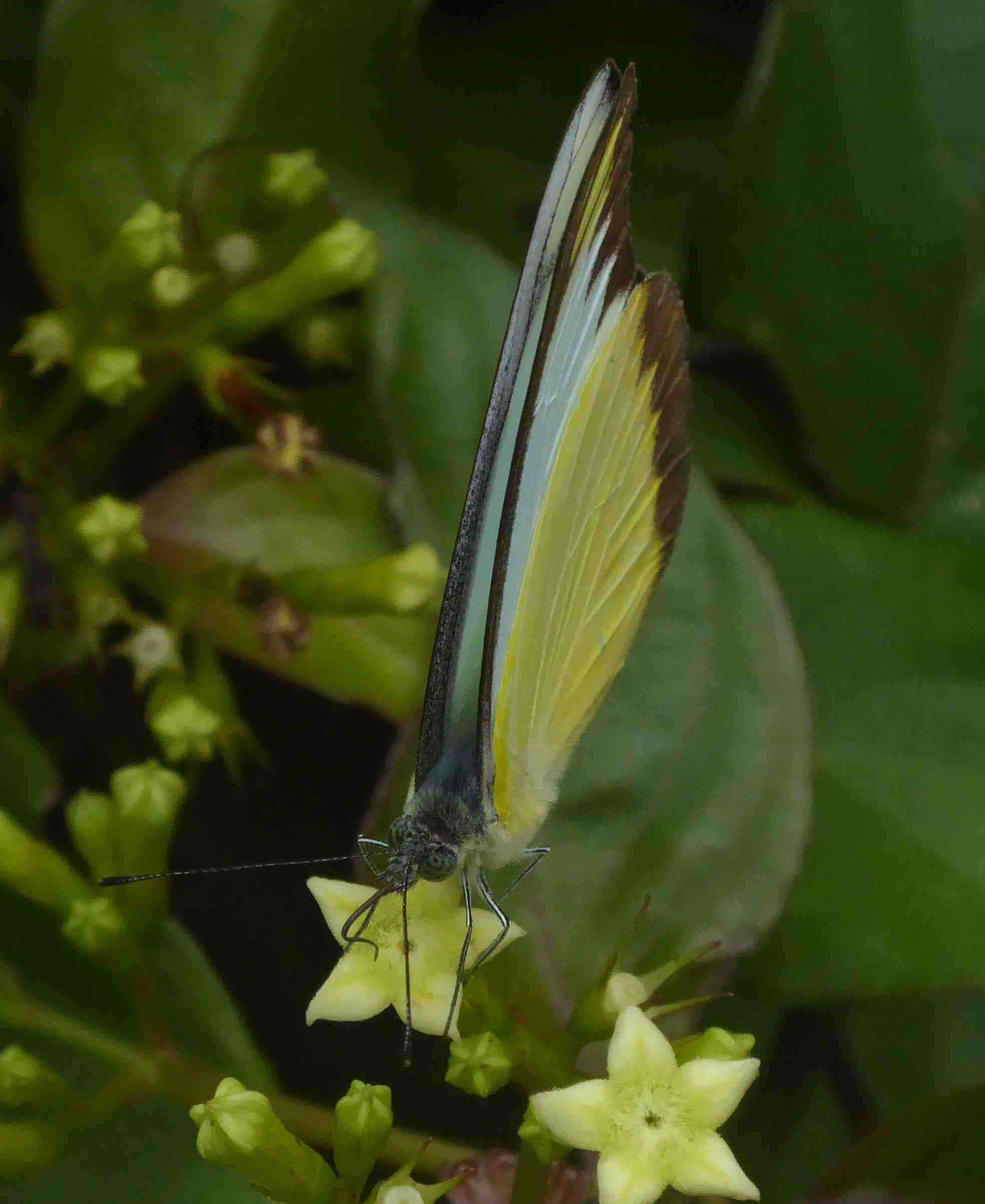 Appias lyncida eleonora Appias lyncida eleonora